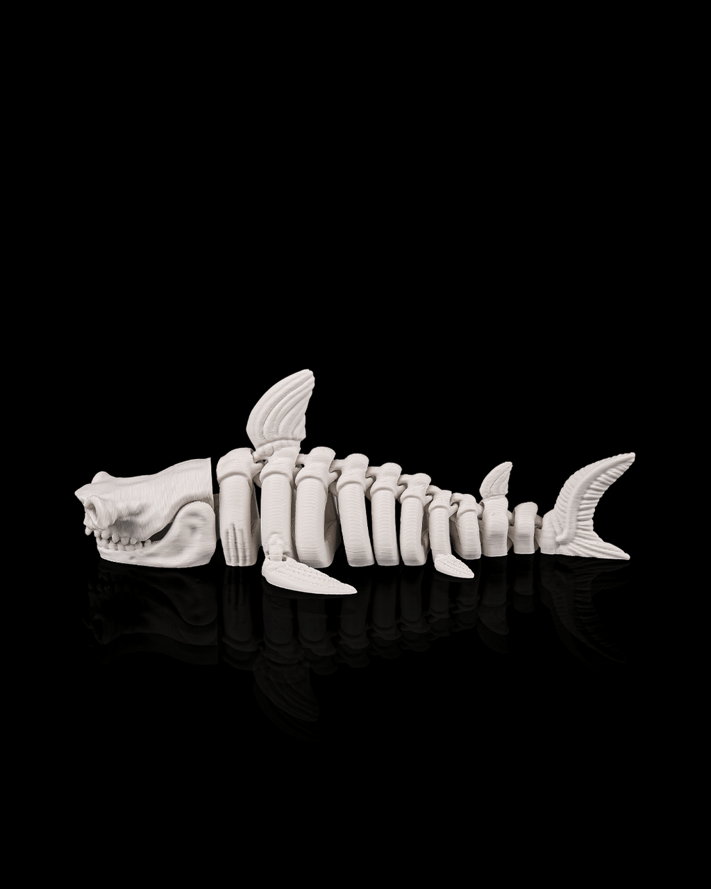 Squalo Scheletro Articolato – Predatore Marino Flessibile Stampato in 3D