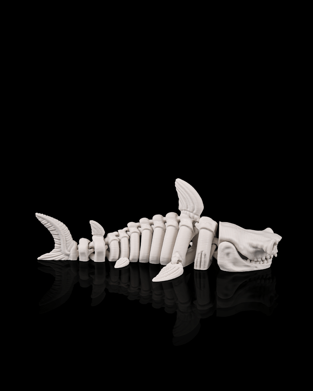Squalo Scheletro Articolato – Predatore Marino Flessibile Stampato in 3D
